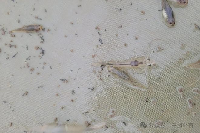 觀賞蝦怎么喂食