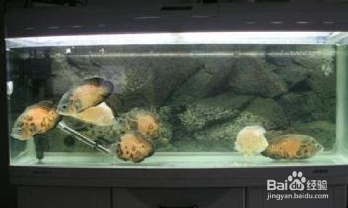 魚缸恒溫系統(tǒng)節(jié)能技巧：魚缸恒溫系統(tǒng)維護(hù)要點(diǎn)