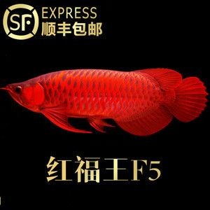 賽級金龍魚什么意思？：賽級金龍魚的價值 賽級金龍魚什么意思？：賽級金龍魚的價值 龍魚百科 第3張