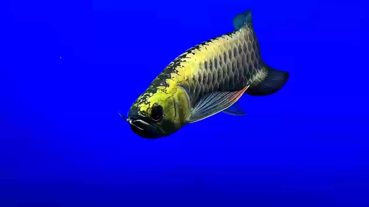 魚缸過濾器選購指南:自制魚缸過濾器魚缸上置過濾器對于養魚愛好者的必備知識 小金頭32公分¥1888 龍魚論壇 小金頭32公分¥1888 小金頭32公分¥1888 龍魚論壇