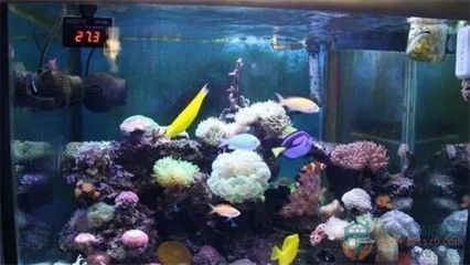 黑色背景魚缸適合養(yǎng)什么龍魚