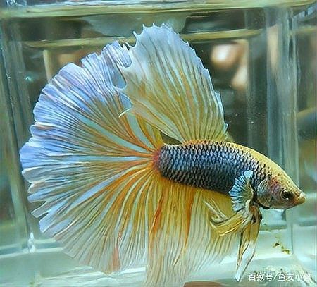 羅漢魚vs雷龍魚