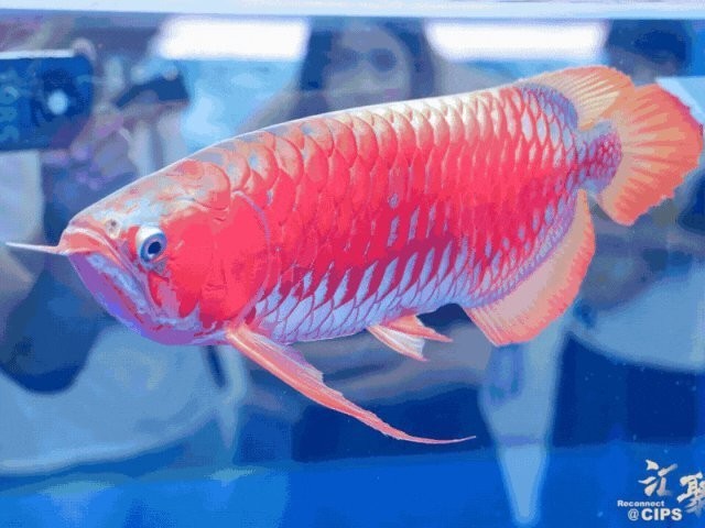 長城杯觀賞魚比賽有哪些參賽品類？ 長城杯觀賞魚比賽有哪些參賽品類？ 2025長城杯龍魚大賽 第3張