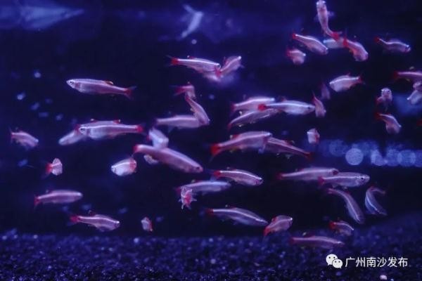 介紹一下南沙觀賞魚基地