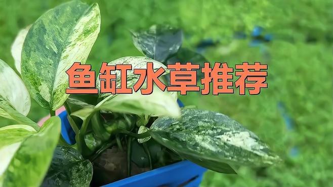 龍魚缸中適合種植哪些水草？