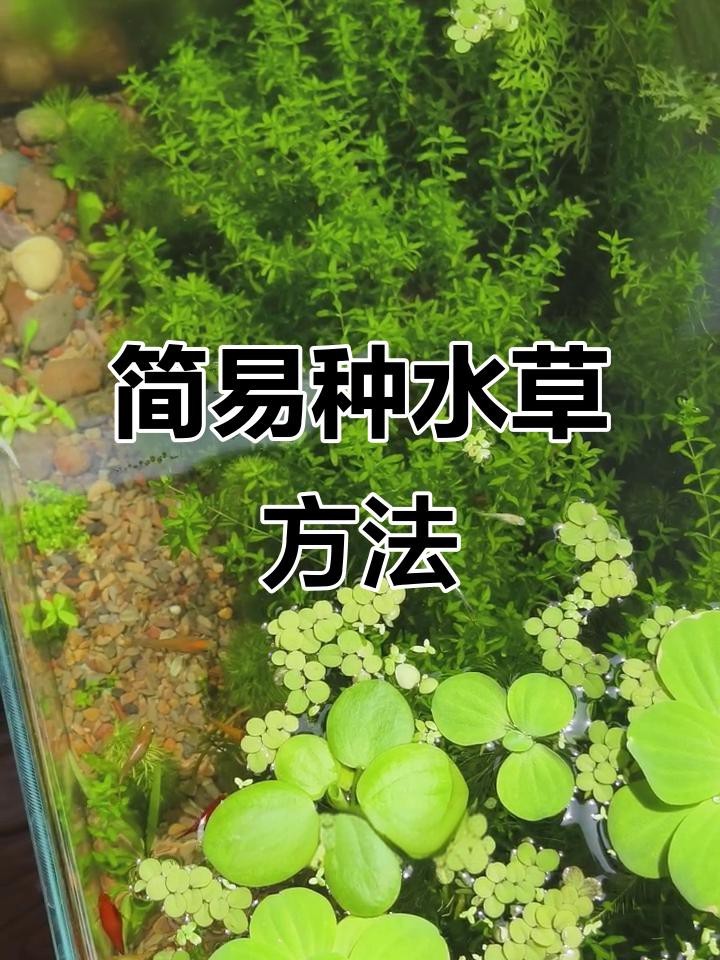 龍魚缸中適合種植哪些水草？