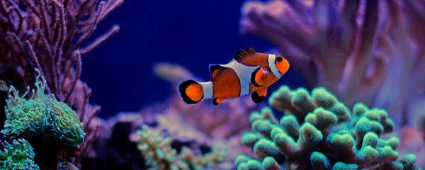 龍魚配對的行為有哪些呢（如何判斷龍魚是否進入繁殖期？）