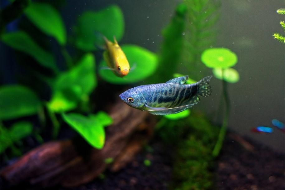 龍魚配對的行為有哪些呢（如何判斷龍魚是否進入繁殖期？）