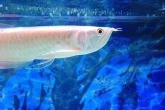 龍魚配對的行為有哪些呢（如何判斷龍魚是否進入繁殖期？）