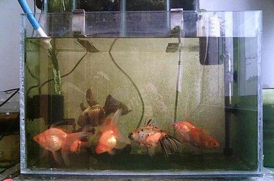 魚缸多久要全換水一次（魚缸換水的頻率和換水量應根據具體情況和生活情況合理確定）