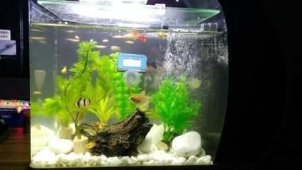 魚缸多久要全換水一次（魚缸換水的頻率和換水量應(yīng)根據(jù)具體情況和生活情況合理確定）