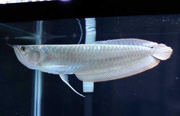 西安地區二手龍魚的價格范圍是多少？ 西安地區二手龍魚的價格范圍是多少？ 2025長城杯龍魚大賽 第1張