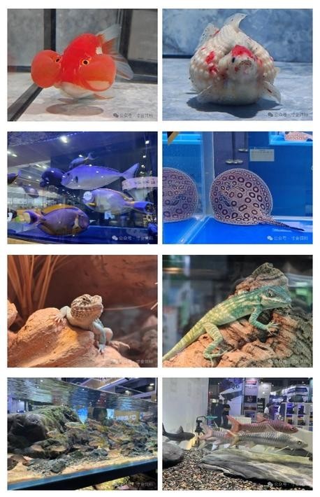 長城水族展2024年門票價格 長城水族展2024年門票價格 2025長城杯龍魚大賽 第1張