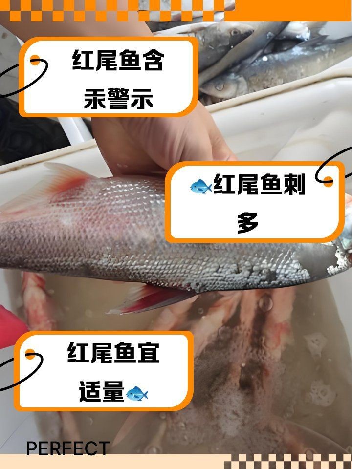 紅尾魚常見有毒部位