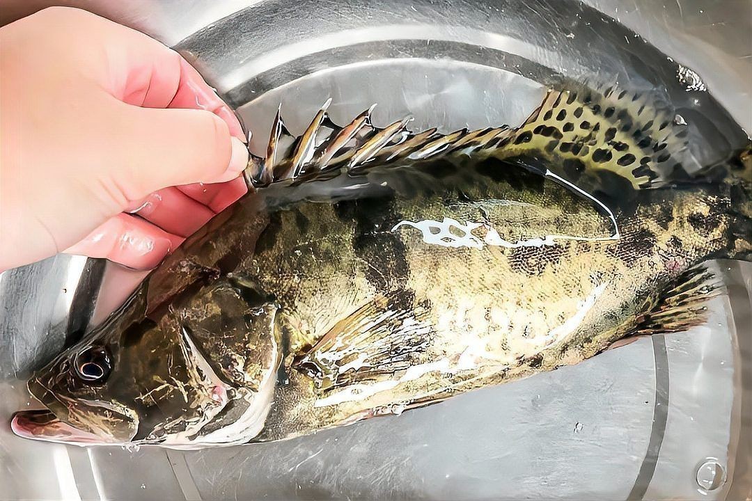 紅尾魚常見有毒部位