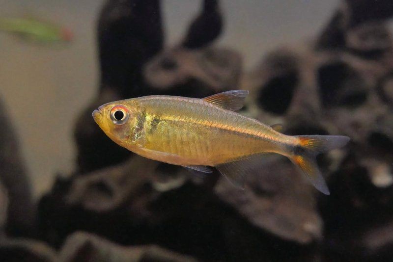 紅眼觀賞魚全部品種 紅眼觀賞魚全部品種 龍魚論壇 第4張