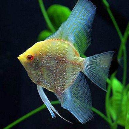 紅眼觀賞魚全部品種 紅眼觀賞魚全部品種 龍魚論壇 第2張