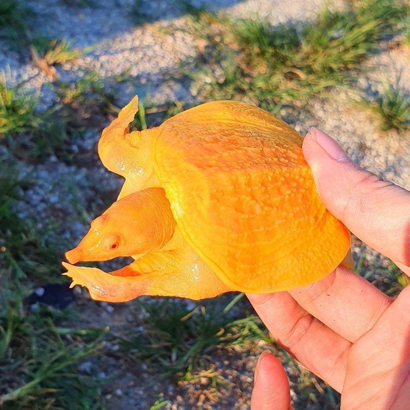 紅眼觀賞魚全部品種 紅眼觀賞魚全部品種 龍魚論壇 第5張