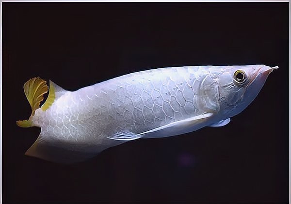 冠軍龍魚有哪些特殊品種？ 冠軍龍魚有哪些特殊品種？ 2025長城杯龍魚大賽 第18張