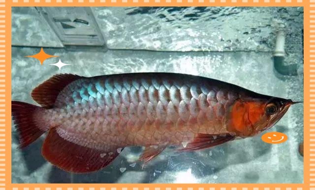 冠軍龍魚有哪些特殊品種？ 冠軍龍魚有哪些特殊品種？ 2025長城杯龍魚大賽 第19張