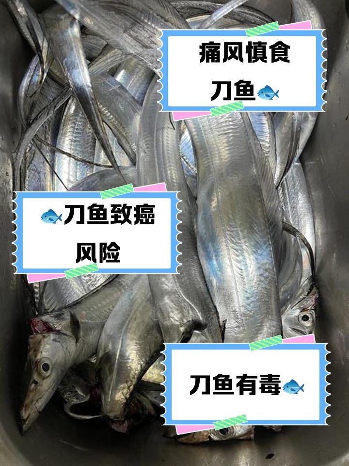 刀魚為什么不建議吃 刀魚為什么不建議吃 龍魚論壇 第2張