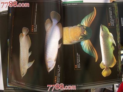 龍魚專刊的價(jià)格和購(gòu)買方式：《鑒龍者》龍魚專刊是一個(gè)專注于龍魚飼養(yǎng)的專業(yè)平臺(tái)