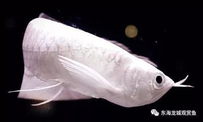 銀龍魚眼睛長什么樣是正常的（銀龍魚的眼睛正常狀態(tài)）