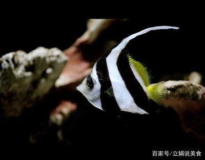 如何根據(jù)魚缸大小選擇關(guān)刀魚品種：關(guān)刀魚的飼養(yǎng)技巧與管理要點(diǎn)
