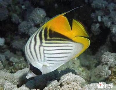 如何根據魚缸大小選擇關刀魚品種：關刀魚的飼養技巧與管理要點