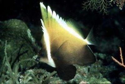 如何根據魚缸大小選擇關刀魚品種：關刀魚的飼養技巧與管理要點