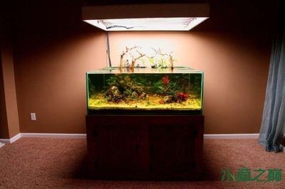 國外魚缸設計趨勢：《設計魚缸設計魚缸設計哲學森森魚缸設計哲學森森魚缸 國外魚缸設計趨勢：《設計魚缸設計魚缸設計哲學森森魚缸設計哲學森森魚缸 魚缸百科 第2張