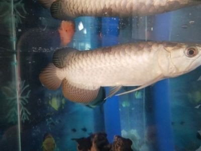 龍魚不吃東西了怎么辦視頻：當龍魚停止進食時，應首先排除外部因素的影響，確保適宜龍魚生存 龍魚不吃東西了怎么辦視頻：當龍魚停止進食時，應首先排除外部因素的影響，確保適宜龍魚生存 龍魚百科 第4張