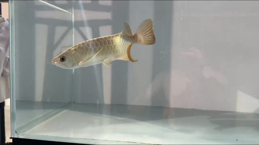 陽光下 陽光下 龍魚論壇 第1張