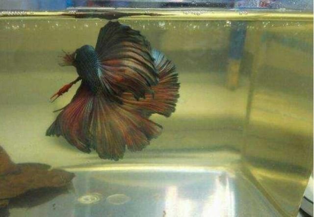 魚缸水質(zhì)調(diào)節(jié)劑選擇：選擇合適的魚缸水質(zhì)調(diào)節(jié)劑對(duì)于維護(hù)魚缸內(nèi)的良好水質(zhì)環(huán)境至關(guān)重要