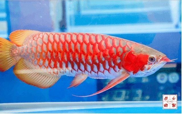 長城杯魚賽有哪些歷史冠軍? 2025長城杯龍魚大賽 第2張 長城杯魚賽有哪些歷史冠軍? 長城杯魚賽有哪些歷史冠軍? 2025長城杯龍魚大賽 第2張