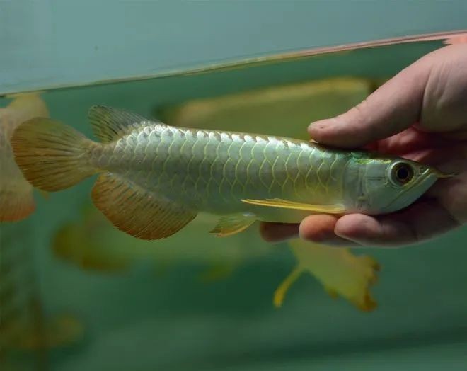 廣州龍魚網(wǎng)具體是做什么？ 廣州龍魚網(wǎng)具體是做什么？ 2025長城杯龍魚大賽 第2張