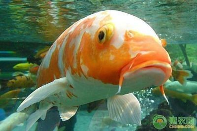 紅鯉魚魚缸放什么位置好（紅鯉魚魚缸擺放在家中的旺財方案） 紅鯉魚魚缸放什么位置好（紅鯉魚魚缸擺放在家中的旺財方案） 魚缸百科 第1張