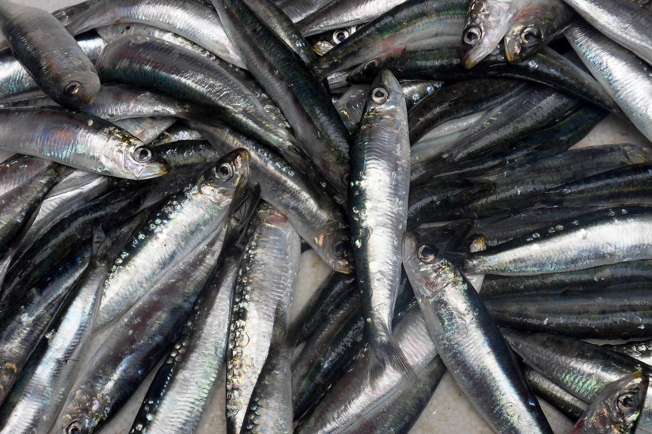 華鎣市七條魚水簇經營部 華鎣市七條魚水簇經營部 全國水族館企業名錄 第2張