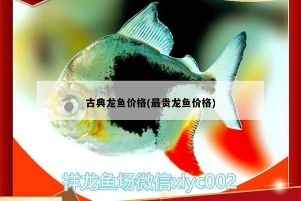 古典龍魚多少錢一條(古典龍魚市場價格走勢分析古典龍魚價格是否合理) 龍魚百科 第2張 古典龍魚多少錢一條(古典龍魚市場價格走勢分析古典龍魚價格是否合理) 古典龍魚多少錢一條(古典龍魚市場價格走勢分析古典龍魚價格是否合理) 龍魚百科 第2張