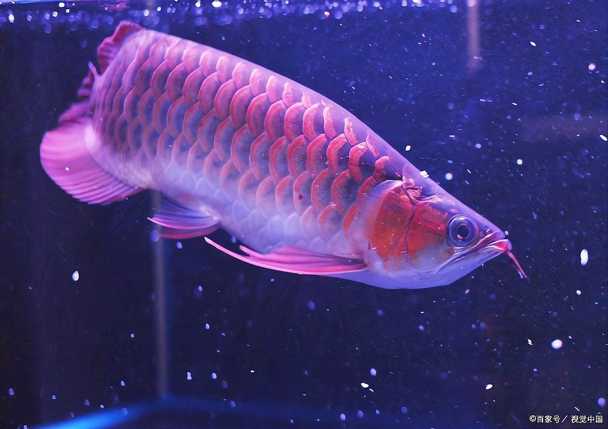 龍魚扒魚缸底是什么原因