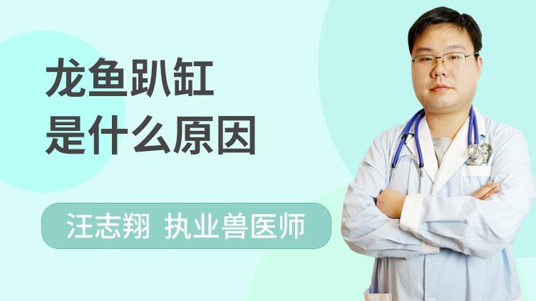龍魚扒魚缸底是什么原因