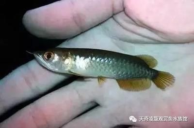 龍魚一般多長時(shí)間驅(qū)蟲用什么藥最好(龍魚的驅(qū)蟲周期一般為3至4個(gè)月) 龍魚百科 第3張 龍魚一般多長時(shí)間驅(qū)蟲用什么藥最好(龍魚的驅(qū)蟲周期一般為3至4個(gè)月) 龍魚一般多長時(shí)間驅(qū)蟲用什么藥最好(龍魚的驅(qū)蟲周期一般為3至4個(gè)月) 龍魚百科 第3張
