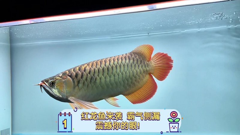 紅龍魚(yú)眼和眼眸哪個(gè)好看