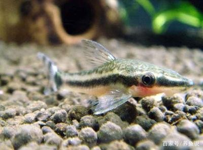 克拉瑪依區藝羅水族館（克拉瑪依區藝羅水族館電話） 克拉瑪依區藝羅水族館（克拉瑪依區藝羅水族館電話） 全國水族館企業名錄