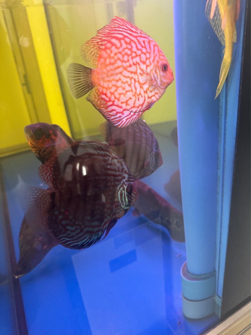 七彩神仙怎么不吃東西?求助! 龍魚論壇 第2張 七彩神仙怎么不吃東西?求助! 七彩神仙怎么不吃東西?求助! 龍魚論壇 第2張