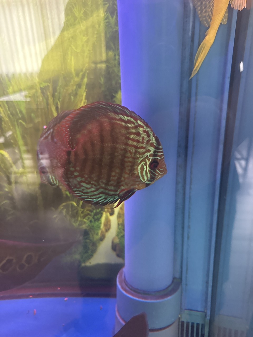 七彩神仙怎么不吃東西?求助! 龍魚論壇 第3張 七彩神仙怎么不吃東西?求助! 七彩神仙怎么不吃東西?求助! 龍魚論壇 第3張