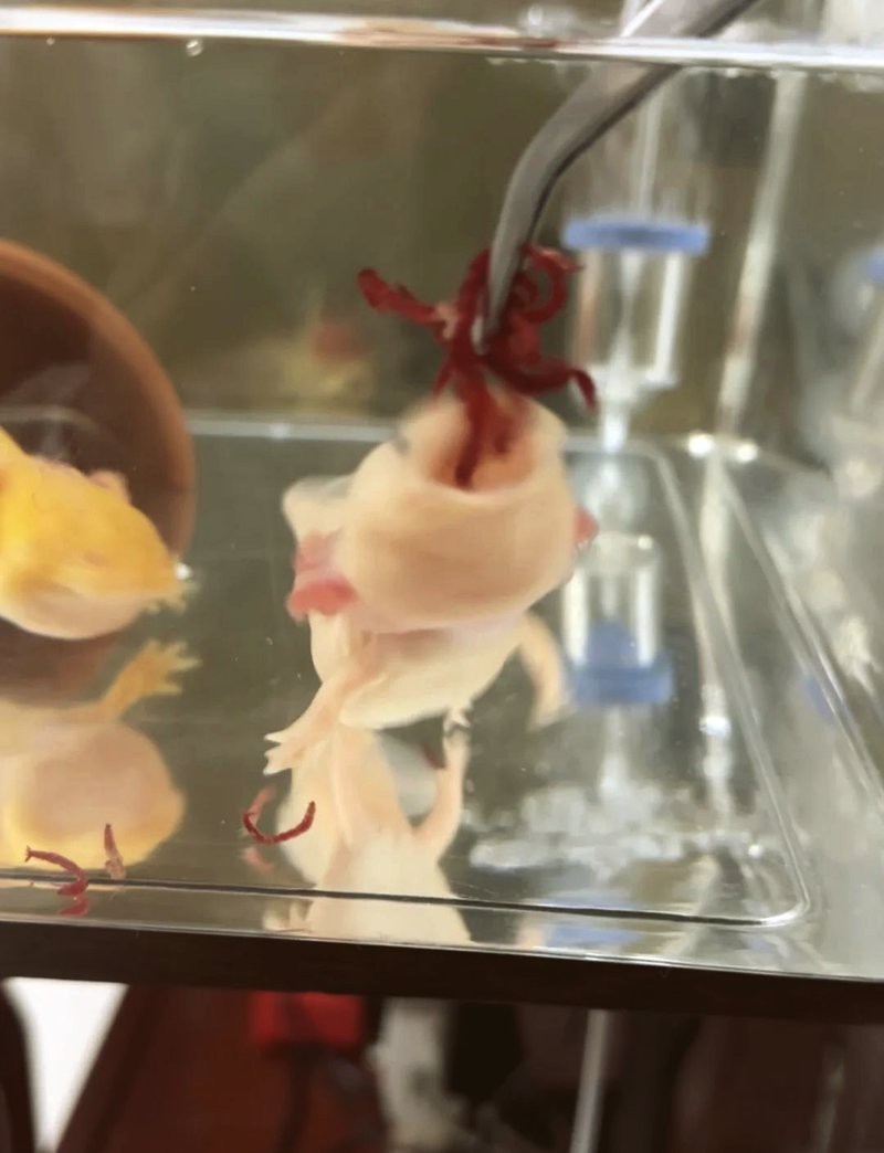 六角恐龍餓了的表現(xiàn) 六角恐龍餓了的表現(xiàn) 龍魚論壇 第3張