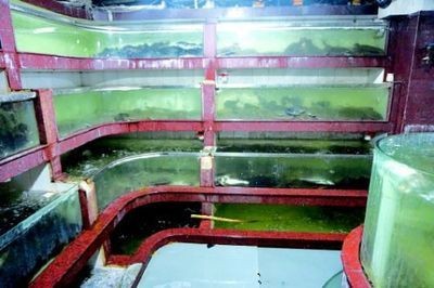 長春龍魚魚缸，打造高端水族生活的藝術與科學