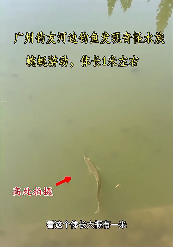 20元一條的金龍魚能長多大？