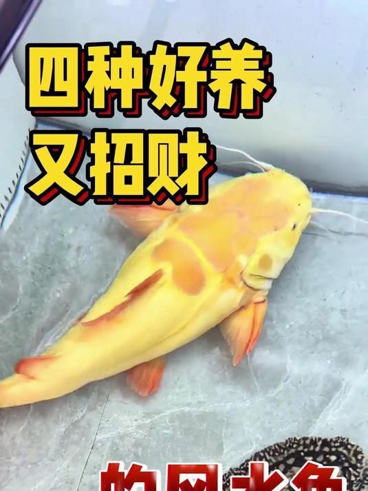 招財(cái)風(fēng)水魚(yú)都有哪些品種